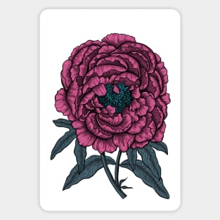 Peony drawing Magnet